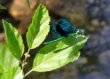 Dragonfly, Corsica France